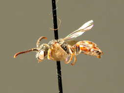 Image of Nomada fuscicornis Nylander 1848