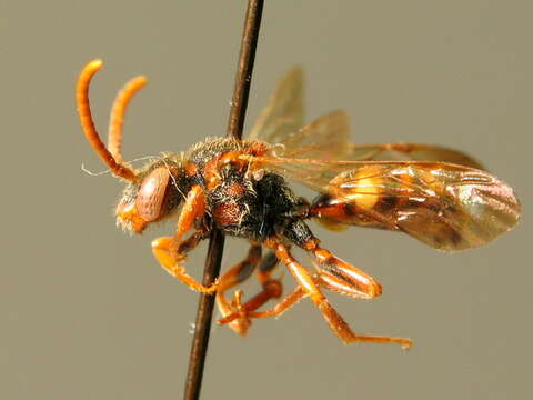 Image of Nomada opaca Alfken 1913