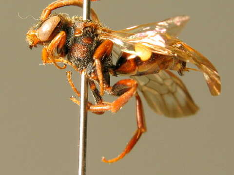 Image of Nomada opaca Alfken 1913