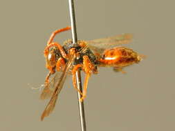 Image of Nomada rhenana Morawitz 1872