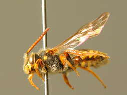 Image of Nomada rhenana Morawitz 1872