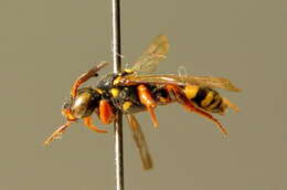 Image of Nomad Bees