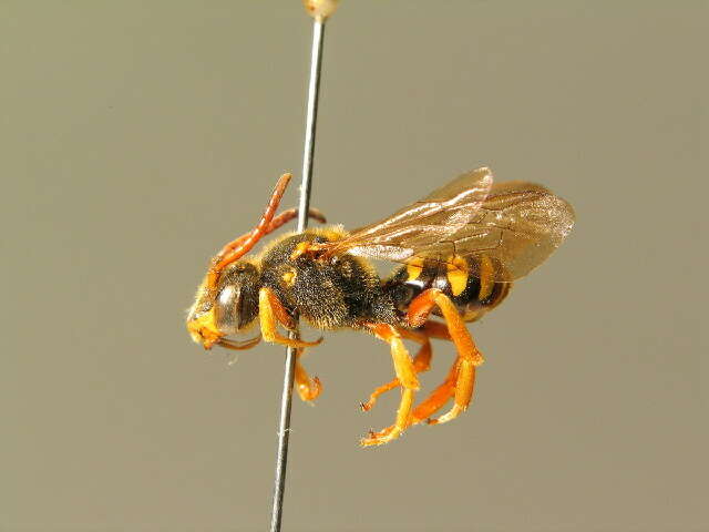 Image of Nomada sexfasciata Panzer 1799