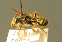 Image of Nomada sexfasciata Panzer 1799