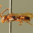 Image of <i>Nomada minuscula</i>