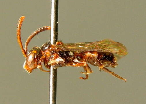 Image de <i>Nomada minuscula</i>