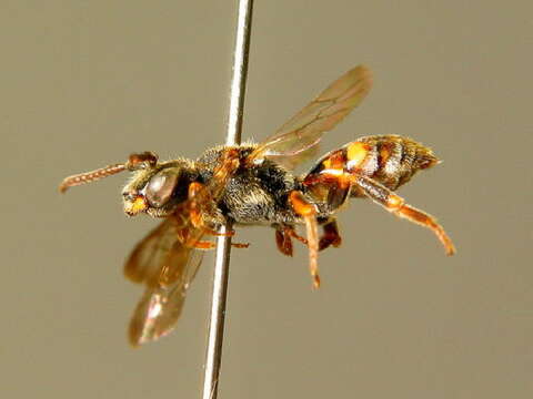 Image of Nomada fuscicornis Nylander 1848