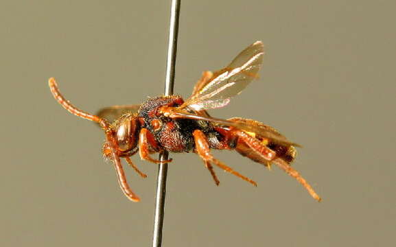 Image of Nomada striata Fabricius 1793