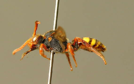 Image of Nomada zonata Panzer 1798