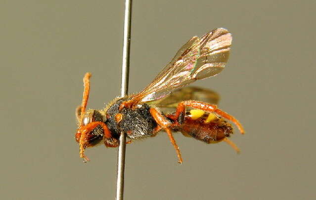 Image of Nomada zonata Panzer 1798