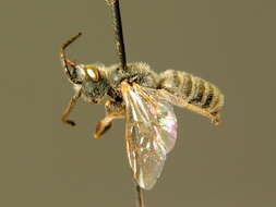 Halictus pollinosus Sichel 1860的圖片