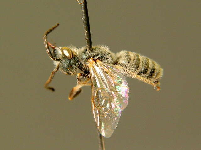 Halictus pollinosus Sichel 1860的圖片