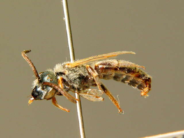 Halictus pollinosus Sichel 1860的圖片