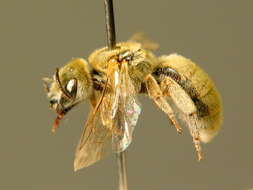 Halictus pollinosus Sichel 1860的圖片