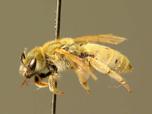 Halictus pollinosus Sichel 1860的圖片