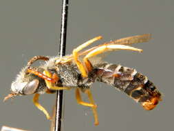 Image of Halictus simplex Blüthgen 1923