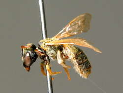 Halictus smaragdulus Vachal 1895的圖片