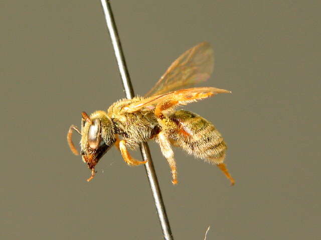 Halictus smaragdulus Vachal 1895的圖片