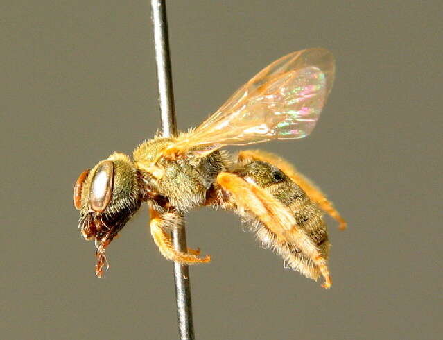 Halictus smaragdulus Vachal 1895的圖片