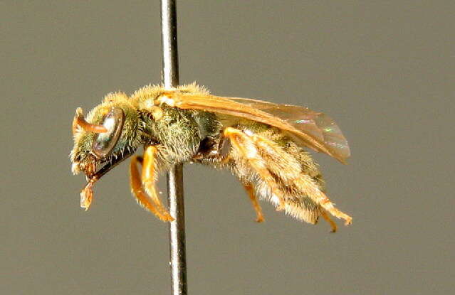 Halictus smaragdulus Vachal 1895的圖片