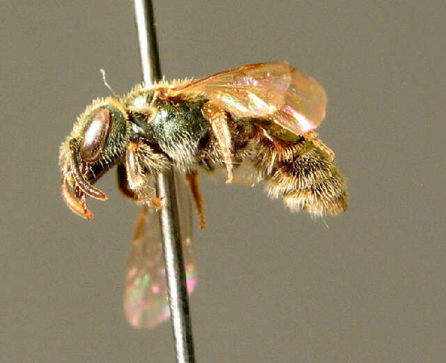 Image of Lasioglossum aeratum (Kirby 1802)