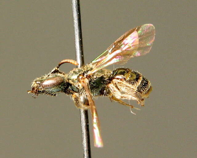 Image of Lasioglossum aeratum (Kirby 1802)