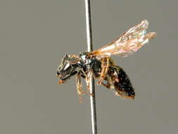 Lasioglossum alpigenum (Dalla Torre 1877)的圖片