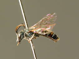 صورة Lasioglossum alpigenum (Dalla Torre 1877)