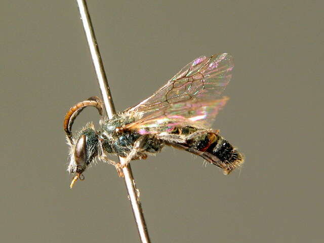 Lasioglossum alpigenum (Dalla Torre 1877)的圖片