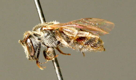 Lasioglossum angusticeps (Perkins 1895) resmi