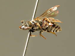 Lasioglossum angusticeps (Perkins 1895)的圖片