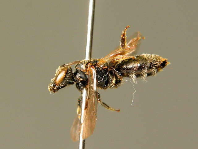 Lasioglossum angusticeps (Perkins 1895)的圖片