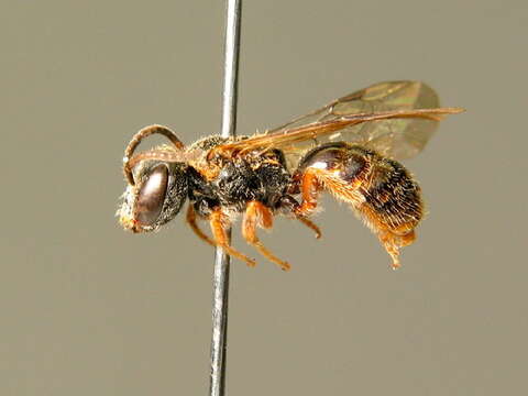 Image of Lasioglossum bluethgeni Ebmer 1971