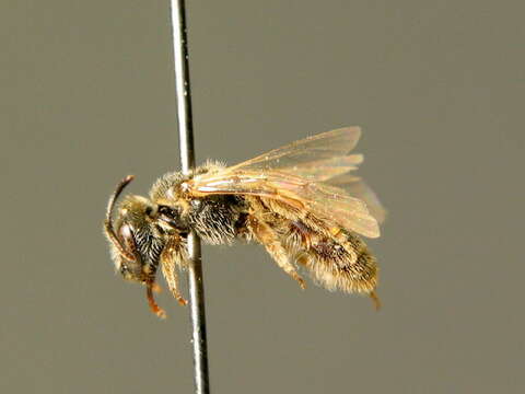 Image of Lasioglossum brevicorne (Schenck 1870)