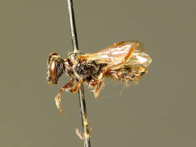 Plancia ëd Lasioglossum brevicorne (Schenck 1870)