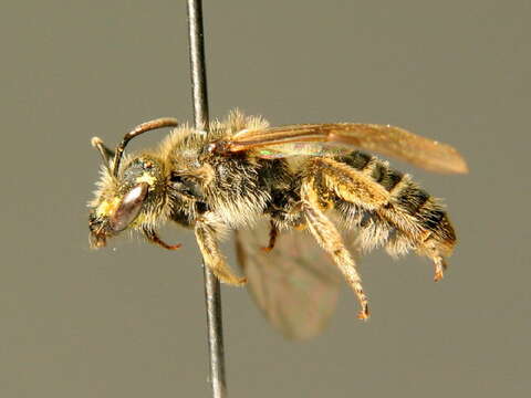 Lasioglossum breviventre (Schenck 1853)的圖片