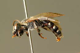 Lasioglossum costulatum (Kriechbaumer 1873)的圖片