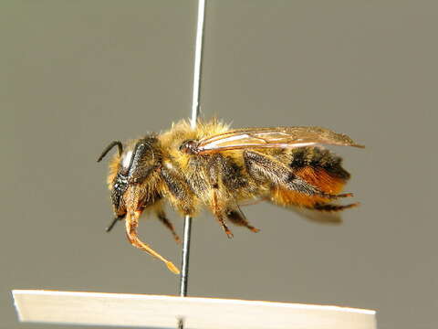 Image of Megachile genalis Morawitz 1880