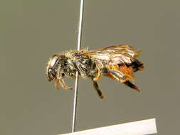 Image of Megachile genalis Morawitz 1880