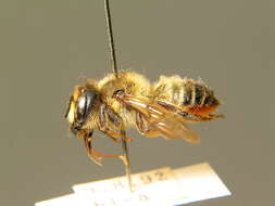 Image of Megachile genalis Morawitz 1880