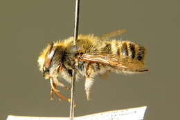 Image of megachile dorsalis