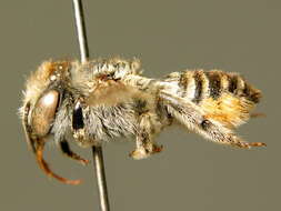 Image of megachile dorsalis