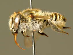 Image of megachile dorsalis