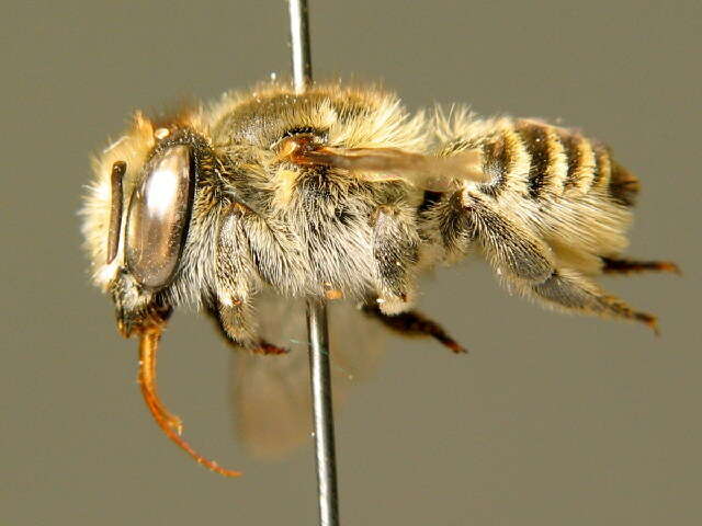 Image de Megachile leachella Curtis 1828