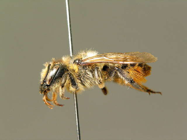 Megachile ligniseca (Kirby 1802) resmi