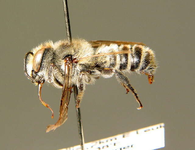 Imagem de Megachile melanopyga Costa 1863