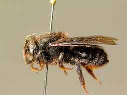 Image of Megachile parietina (Geoffroy 1785)