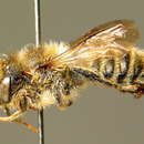 Megachile pyrenaea Pérez 1890 resmi