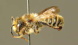 Megachile pyrenaea Pérez 1890的圖片