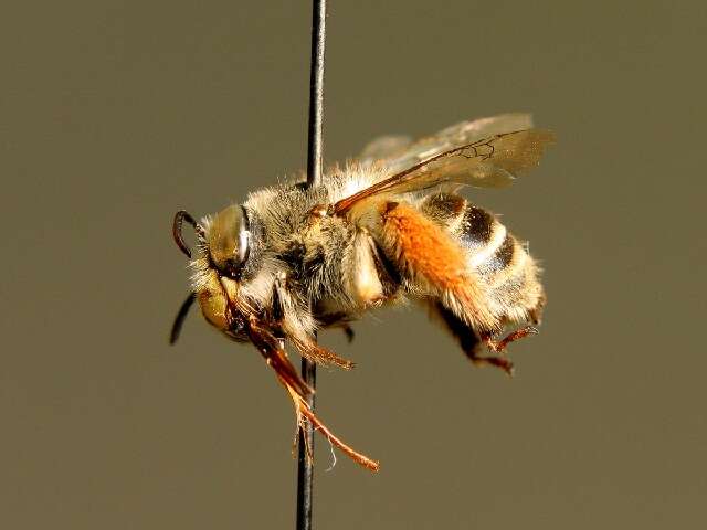 Image of Anthophora bimaculata (Panzer 1798)